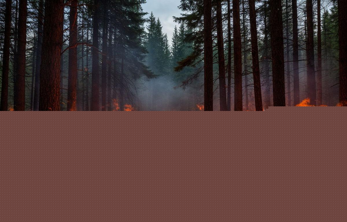 Налёт 60 дронов на Ростовскую область привёл к лесным пожарам