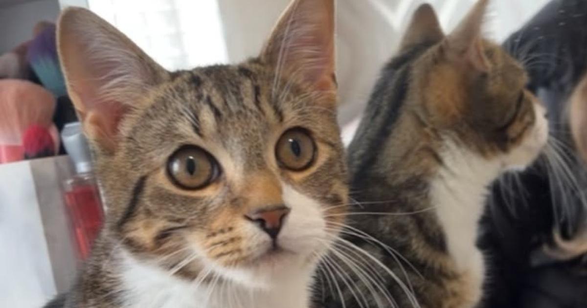 Prestwich woman still searching for beloved kitten five months after disappearance