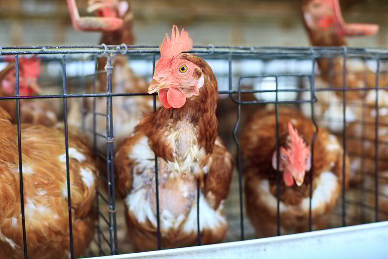 South Korea egg output falls after HPAI culls 11.3 million hens