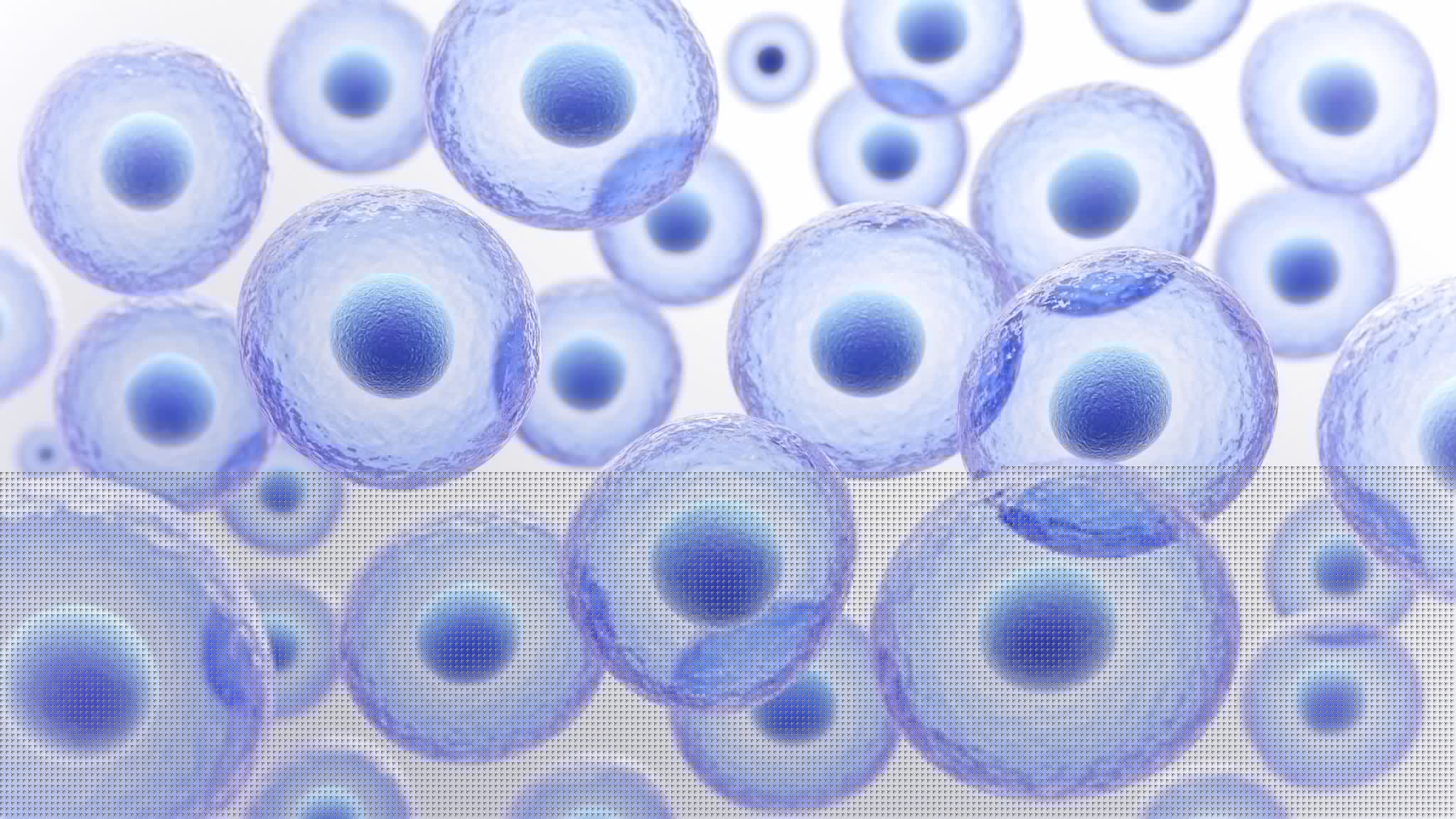 Tiny RNA pathway emerges as a powerful lever for the future of stem cell therapy