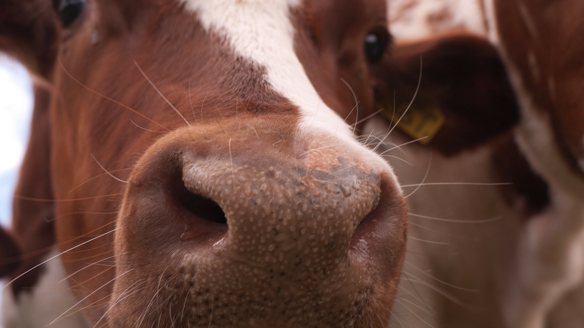 Romania reports bluetongue outbreak in cattle