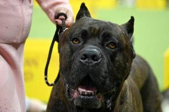 Agrigento: cane senza museruola, aggredisce uomo che gli spara. Denunciati i padroni dell’animale