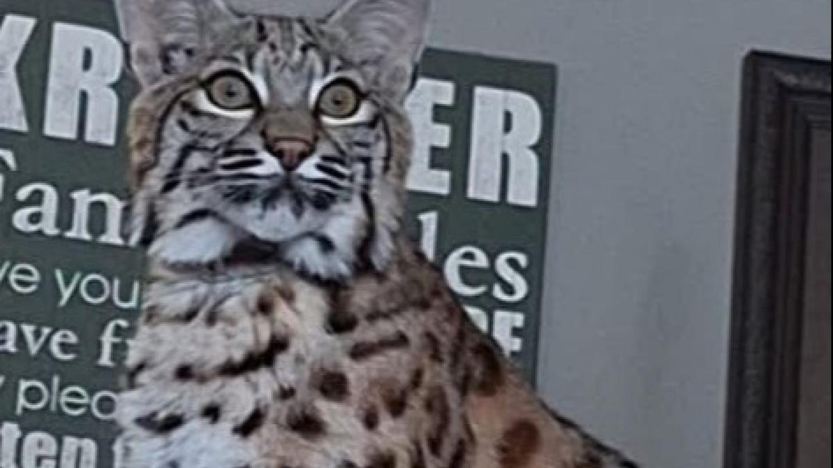 Pet bobcat on loose in Minnesota