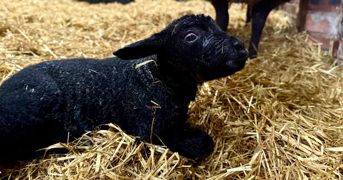 Stirling dairy kicks off competition to name new baby lamb arrival