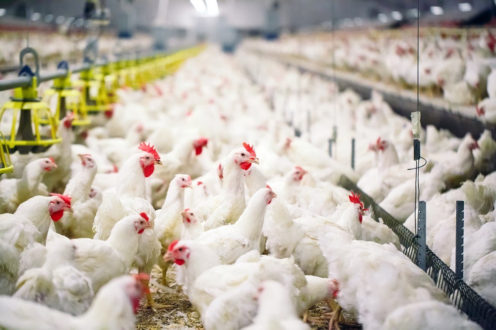 Report leans into increasing sustainability efforts in animal ag
