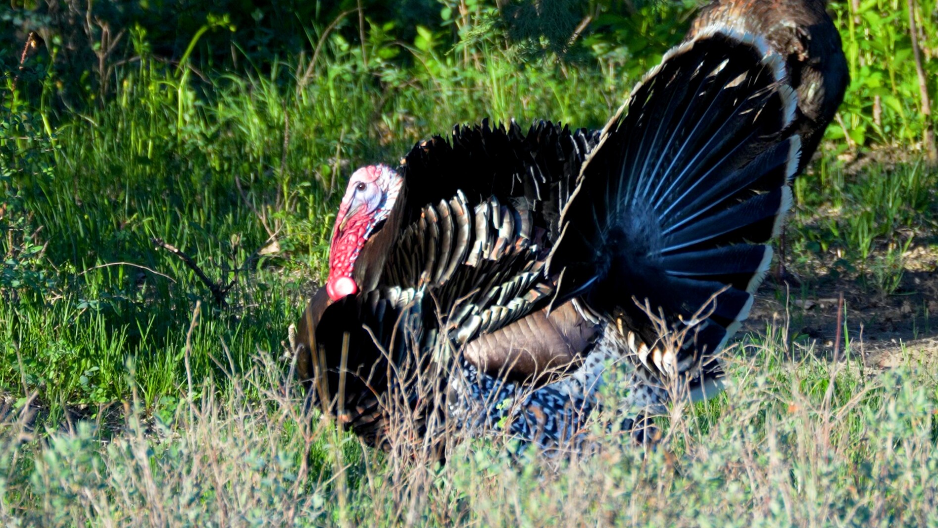 Video: North Dakota's spring turkey season 2026