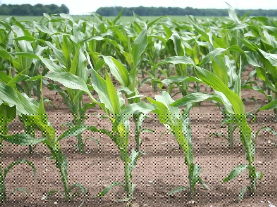 Fedeli announces that nominations open for 2026 Excellence in Agriculture Awards