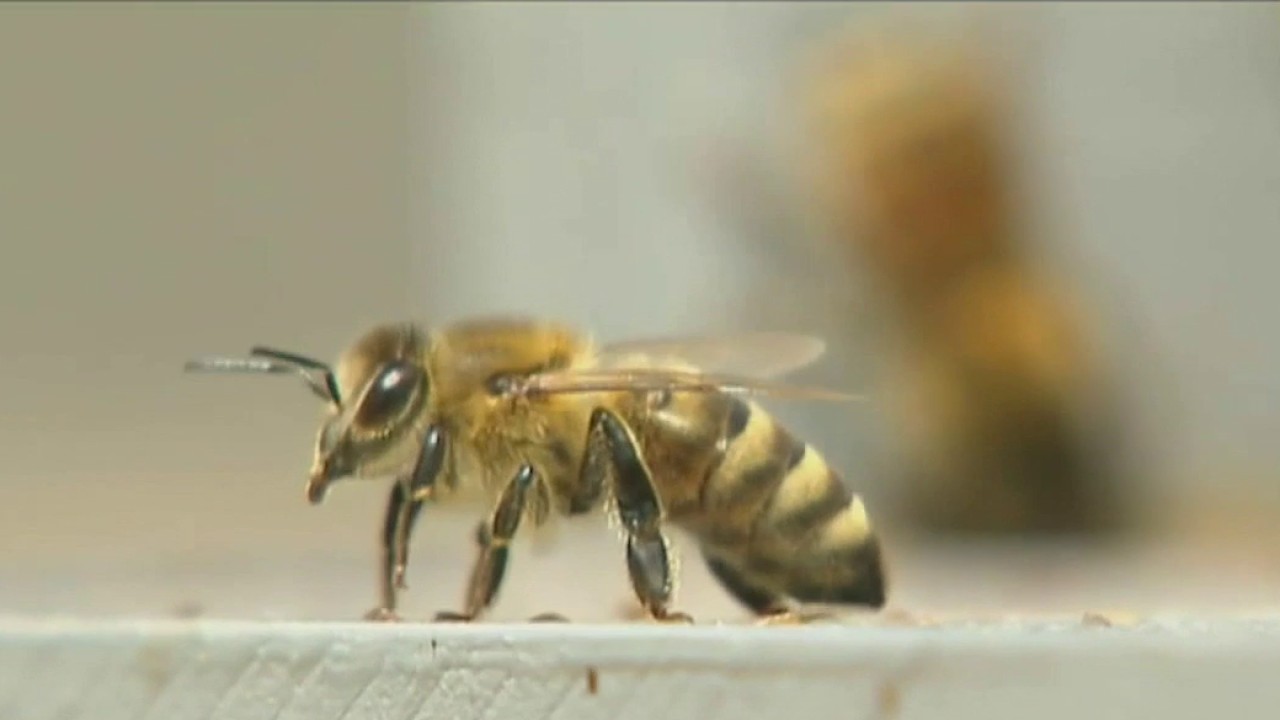 Data centers are popping up nationwide. Could bees pay the price?