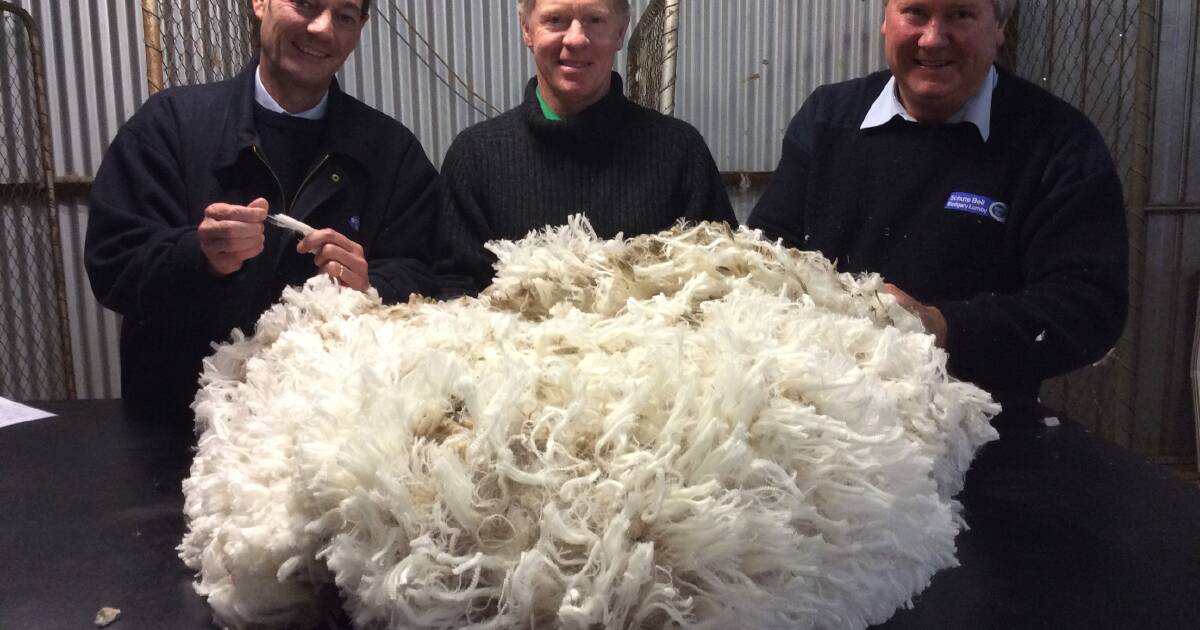 Major Merino wether trial returns after eight-year break: how to get involved