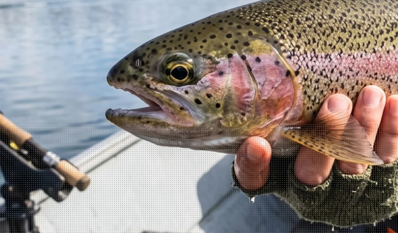 Walleye and Trout Fishing Updates in the Helena Area Reservoirs 8.3.26