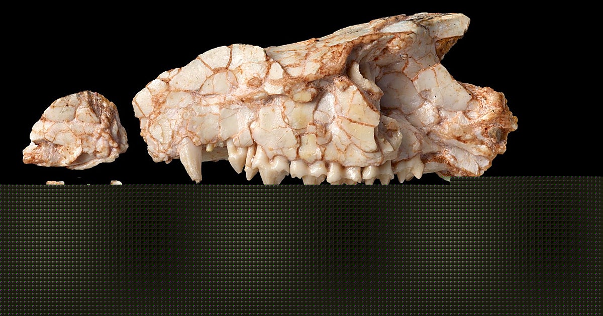 Un 'fósil imposible' reescribe la historia de nuestros ancestros durante el reinado de los dinosaurios