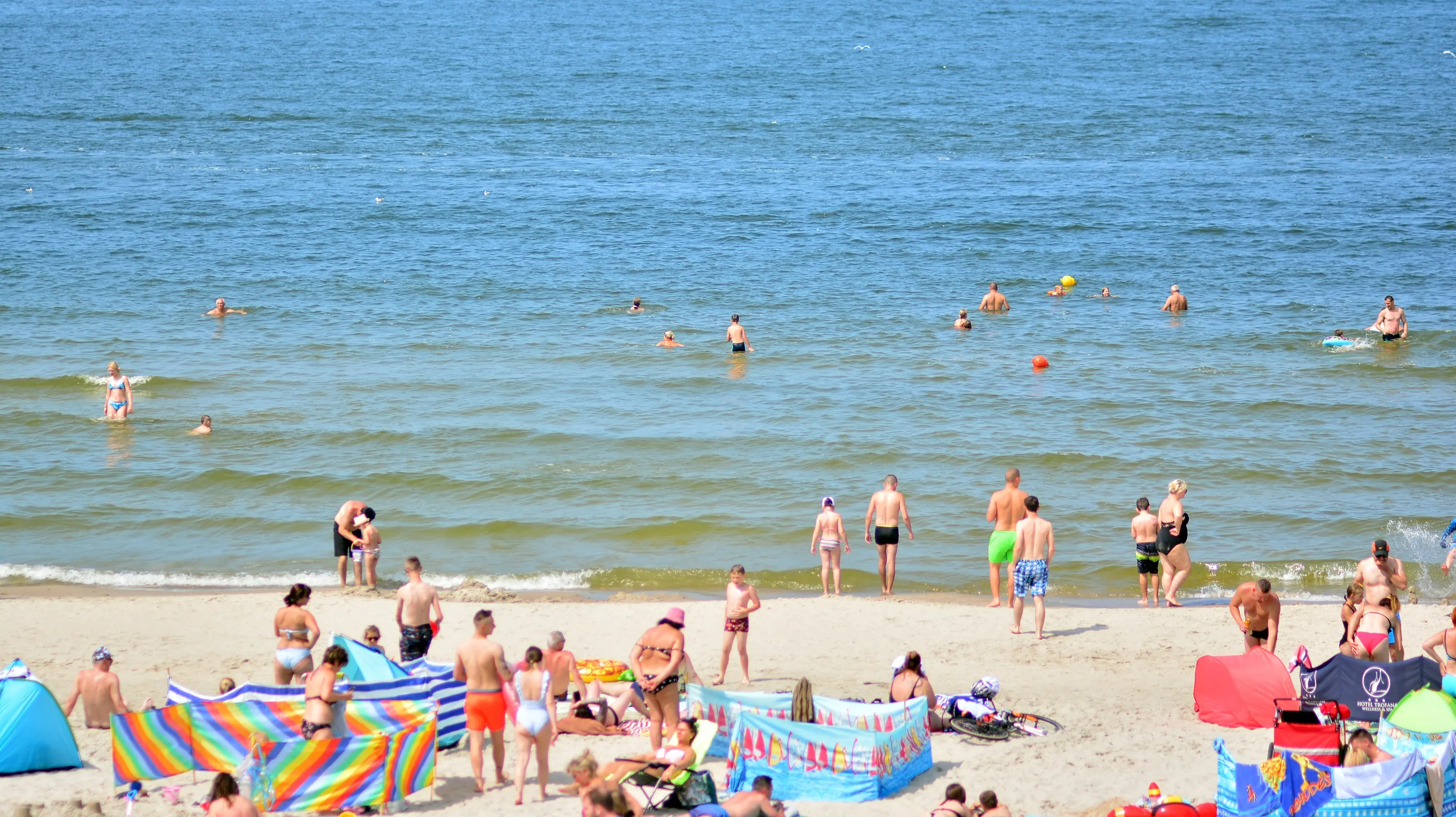 Plażowicze nad polskim Bałtykiem zauważyli wieloryba. Służby ruszyły do akcji eskortowej