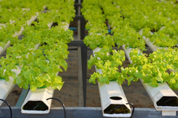 UAE agritech firm Armela eyes new crops as it scales high-tech farming