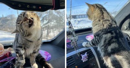 Woman drives to drugstore and suddenly sees her cat in her passenger seat, goes out and buys a travel carrier so her cat Fred can go on adventures