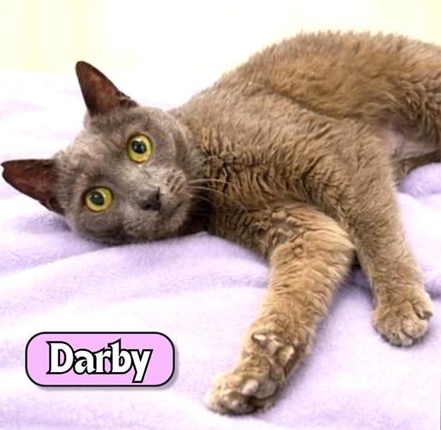 South Pacific County Animal Shelter Report: Nobody can resist our darling lady Darby!