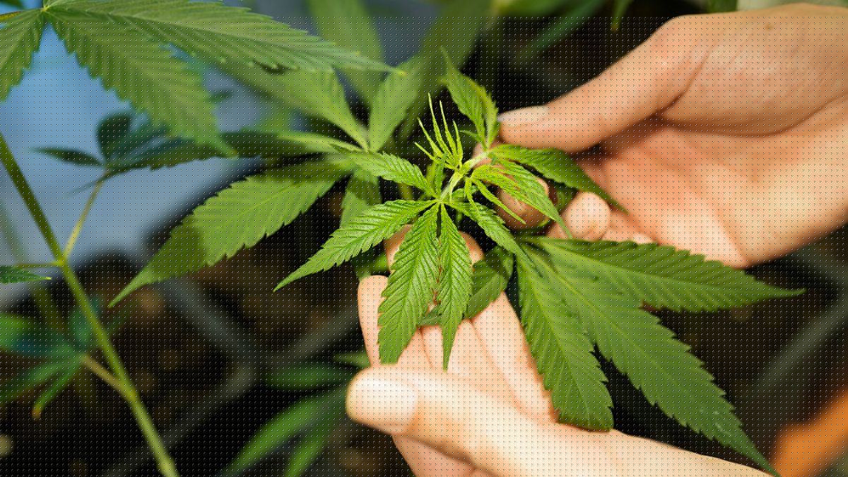 Bilanz nach Cannabis-Teillegalisierung: Union fordert schärfere Regeln