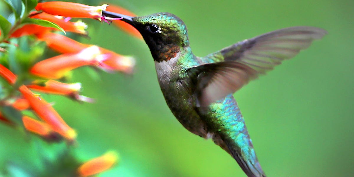 See When Hummingbirds Will Arrive in Your Area—Plus How to Get Your Yard Ready