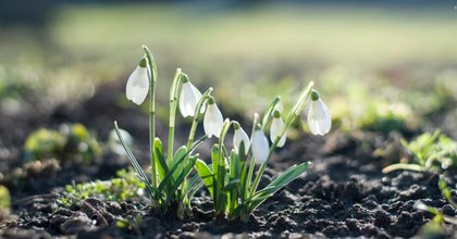 Tortworth Arboretum invites visitors to enjoy snowdrop walk