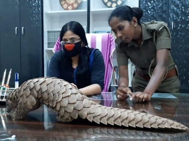 Pangolin poaching rises amidst pandemic