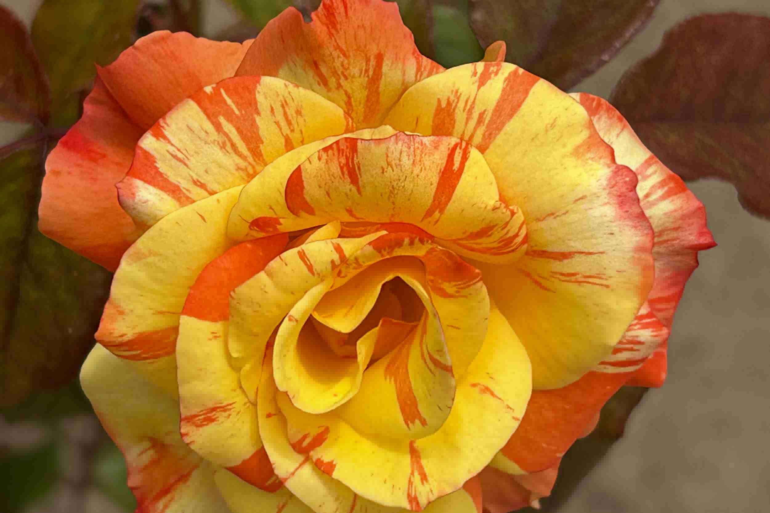 Variegated Rose
