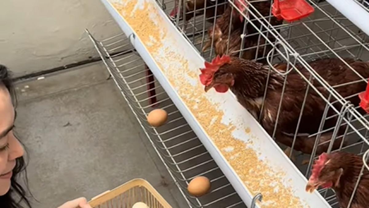 10 Cara Mencampur Pakan Ayam Petelur Efektif untuk Produktivitas Optimal