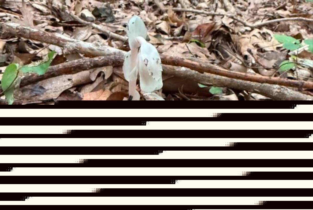 Ghost Pipe, Michigan’s Ghostly White Forest Plant, Is Gaining Fans Fast