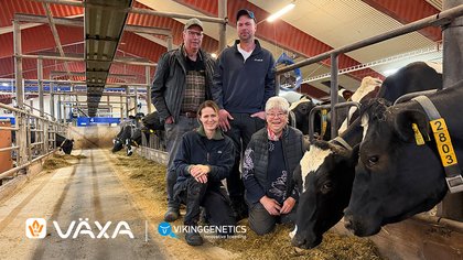Hyllas för sitt avelsarbete