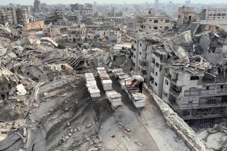 Gaza beekeepers turn damaged rooftops into apiaries after Israeli attacks destroy livelihoods