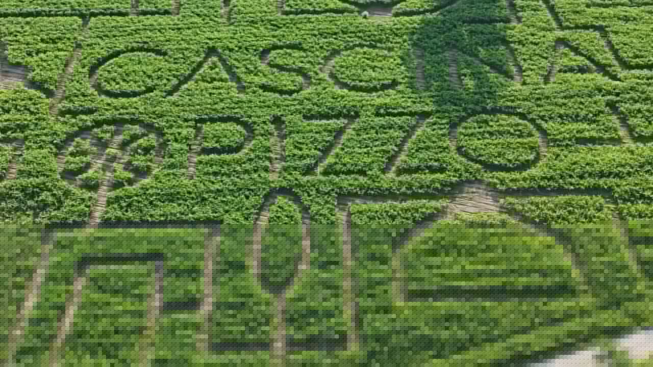 Un labirinto di mais a due passi da Milano (e si può fare anche un pic-nic): come visitarlo e quanto costa