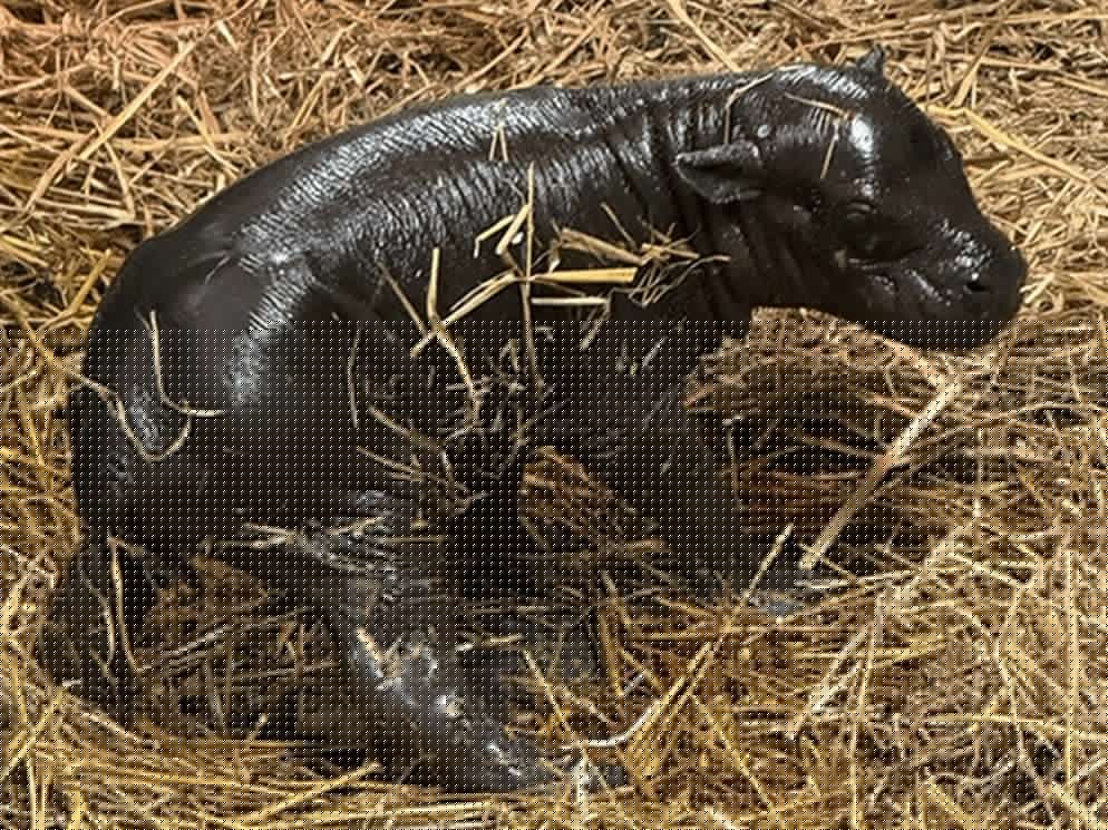 Toronto Zoo welcomes endangered pygmy hippo calf after weekend birth
