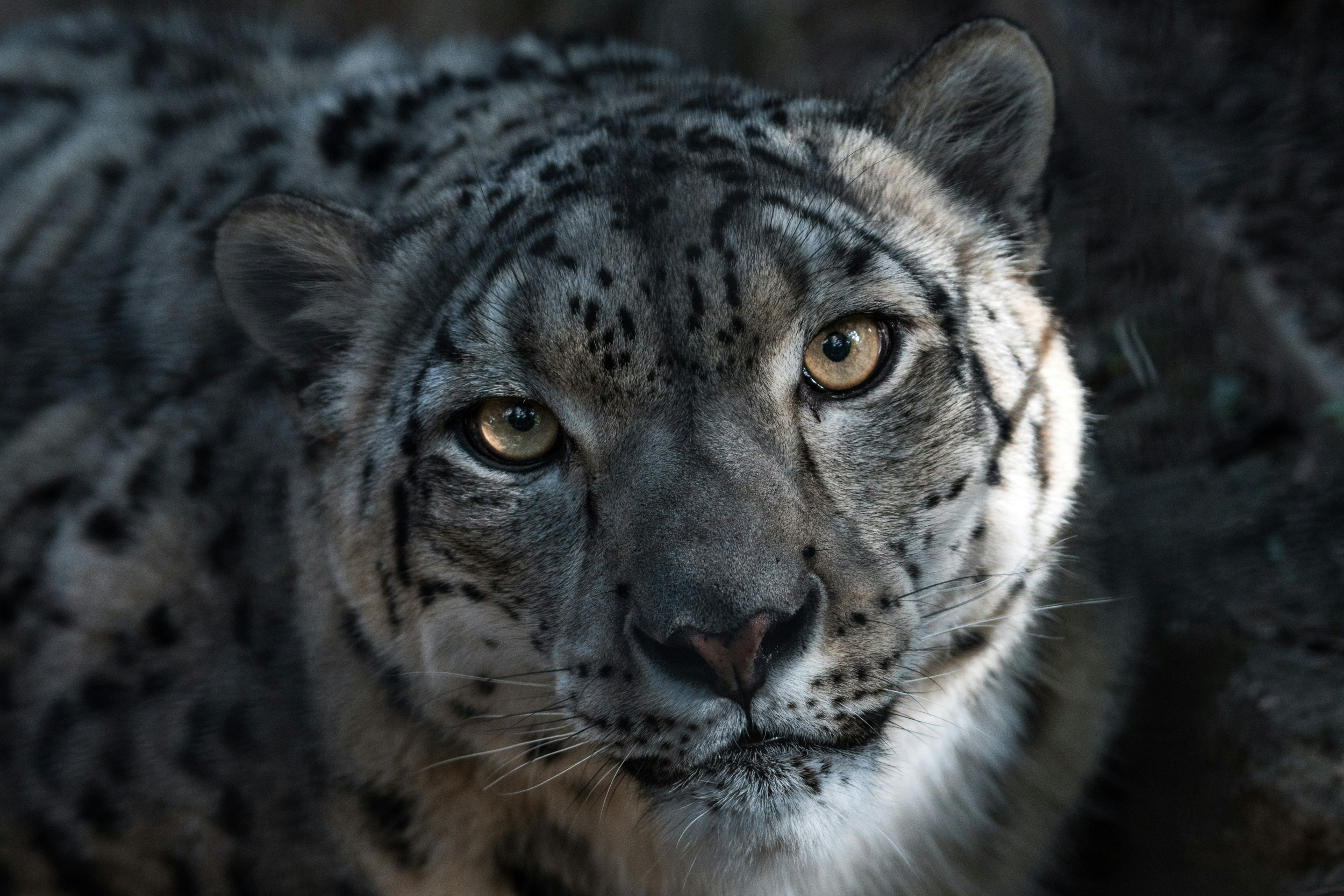 Mauling Video Of Snow Leopard Attacking Skier Taking A 'Selfie' With It Goes Viral - Did She Survive?