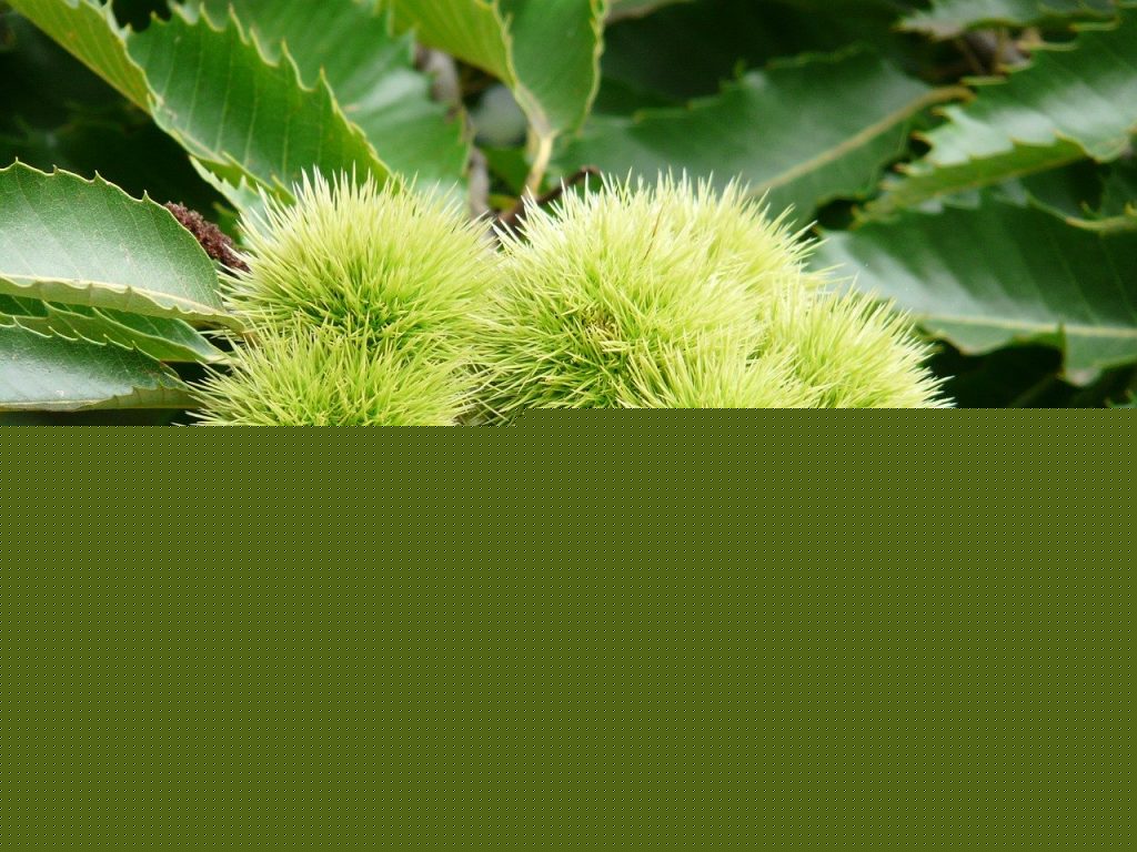 Comment on Growing chestnut trees from seed by Norman shortt