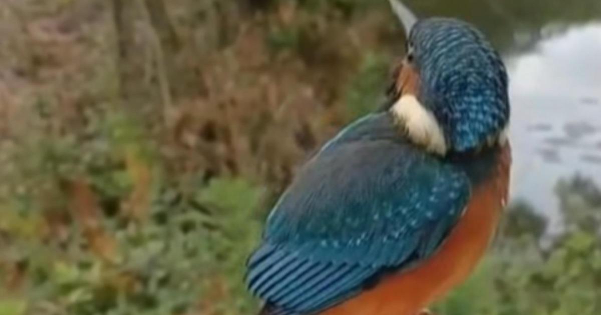 WATCH: Difficult-to-spot bird released after suspected window strike