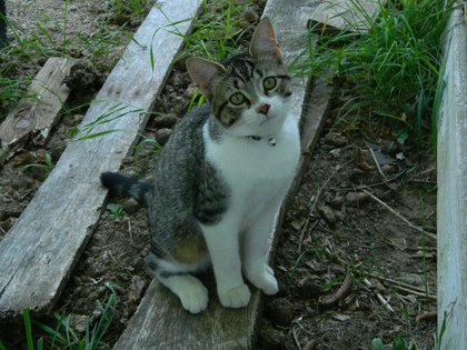 Central Washington Cat Tests Positive For Bird Flu