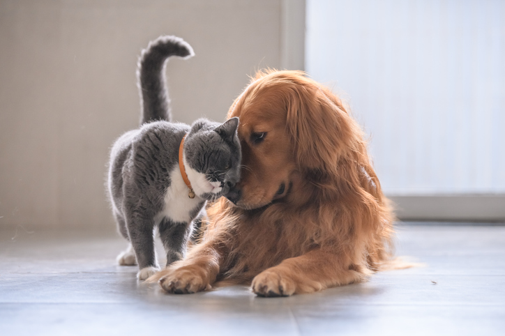 Parteneriatul construit metodic de PURINA®: cine recomandă hrană specifică pentru animalele de companie