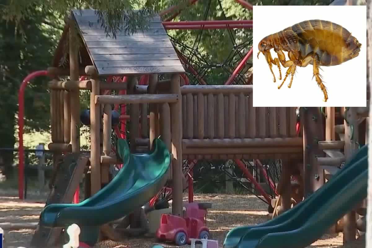 Elite California enclave battles ‘significant flea infestation’ after epic miscalculation