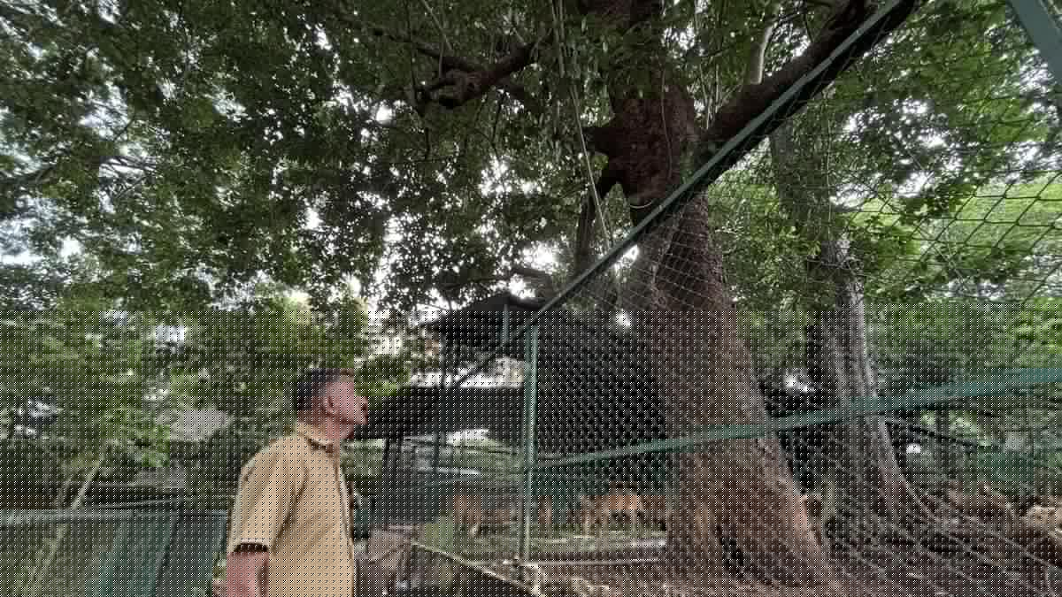 Thiruvananthapuram zoo set to protect old Arara nut-tree