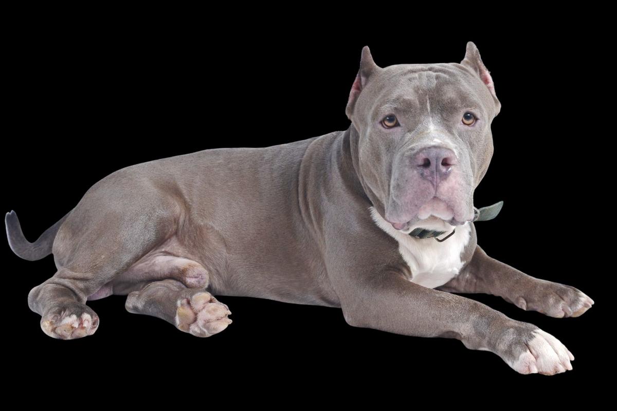 Michigan Vet Found Guilty of Stealing Dog from Homeless Man