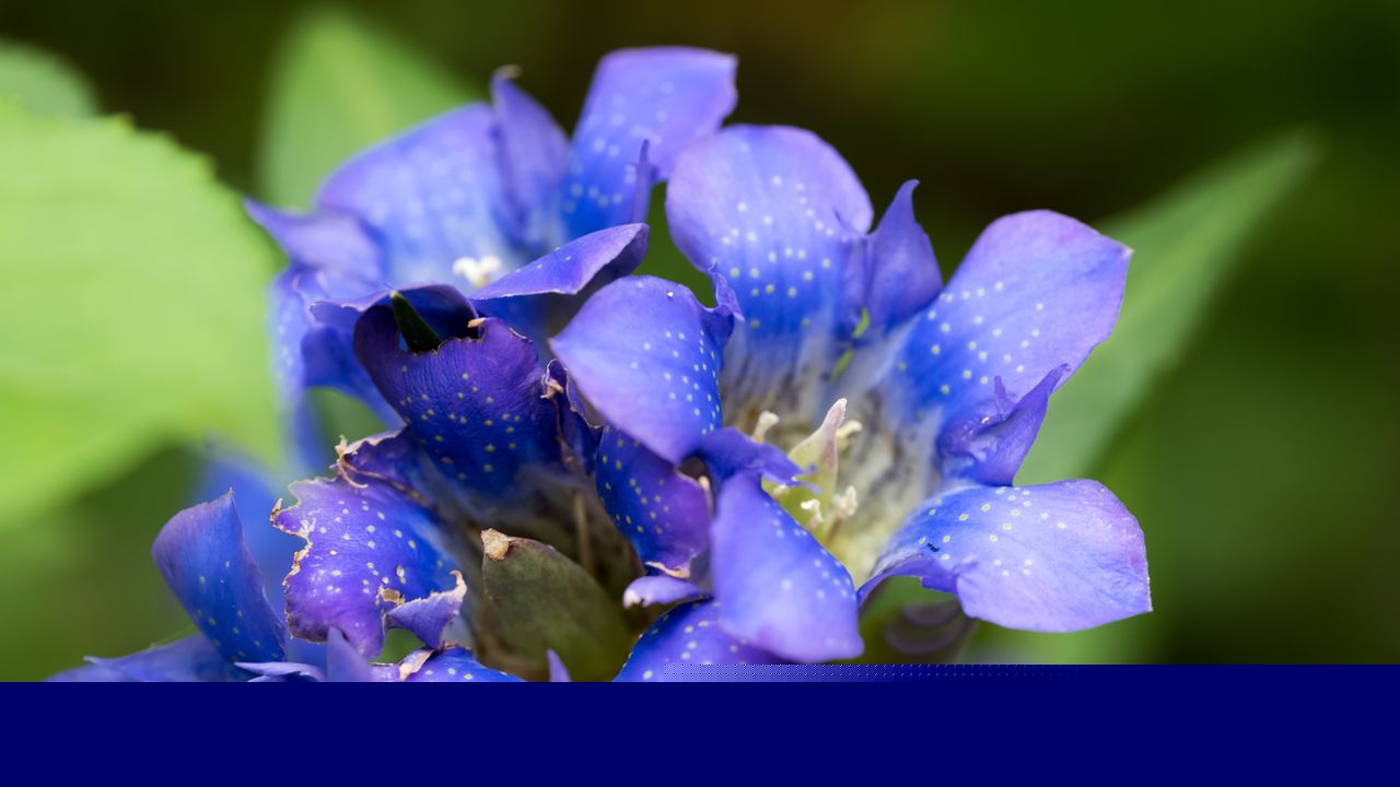 Autumn gentians: everything you need to know to grow this vibrant bloom