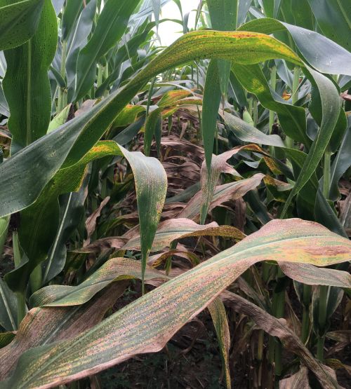 Corn season means return of farmers’ worries about tar spot fungus