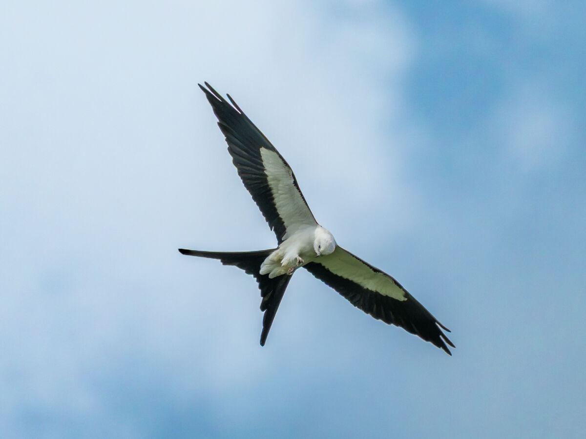 Bird of the week