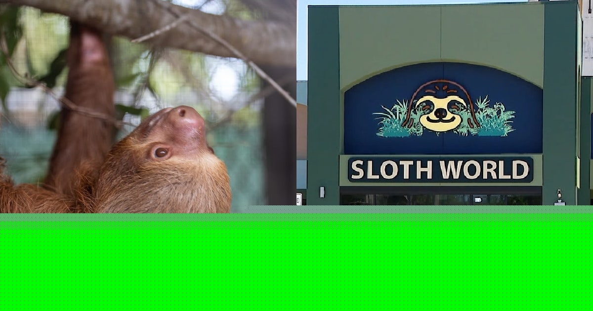 Sloth World: Orange County commissioner seeks more exotic animal protections after deaths
