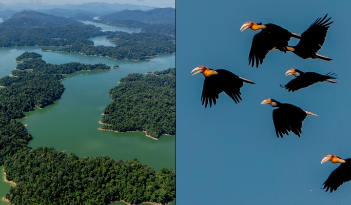 [Photos] 10 Birds, One Forest, And The Pilgrims Who Seek Them: Inside Malaysia’s Royal Belum Hornbill Expedition
