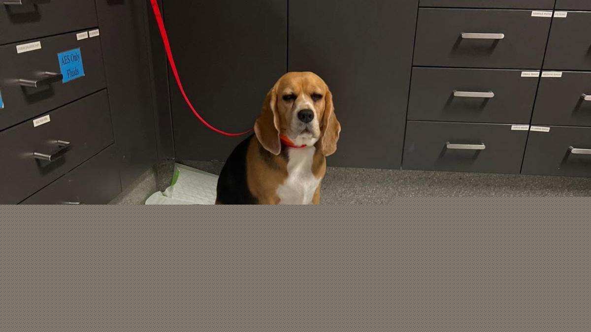 Queensland pet dog Scooter and beagle sister Jada rushed to emergency after eating large packet of snake lollies