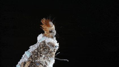 These tiny bugs are in most of our homes. I can’t unsee them
