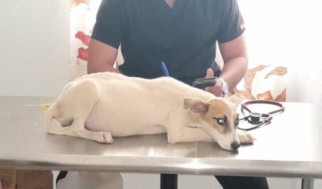 An Animal Welfare Hospital will be built in Cancún