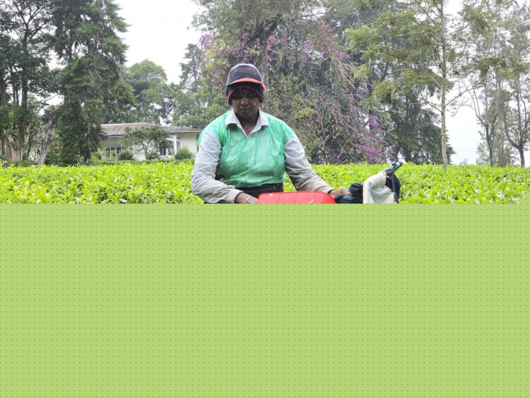 Mechanized Tea Plucking: A Technology that Transforms Tradition and Eases the Burden on Tea Pluckers