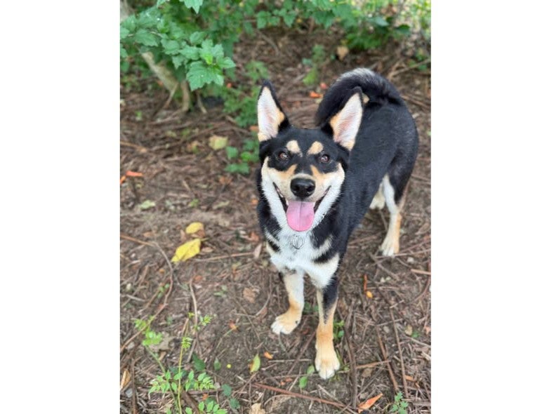 Adopt: Garland