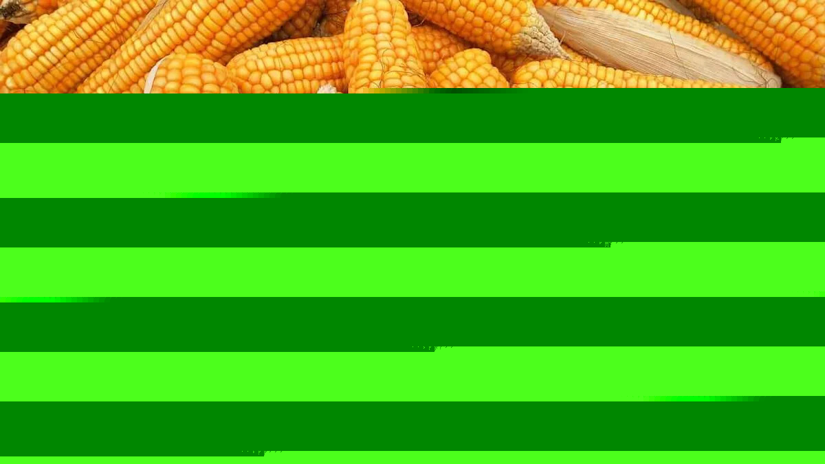 Corn Finds Buyers to Close Friday Steady