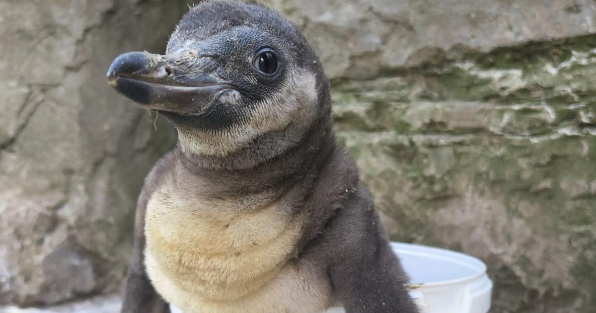 Oceanarium Bournemouth welcomes new penguin chick to its Humboldt colony